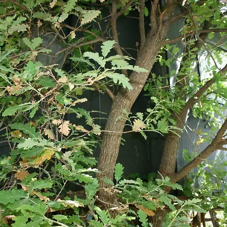 La Casa Sull'albero *